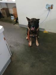 Shelter Stray Male Dog last seen , Los Angeles, CA 90047