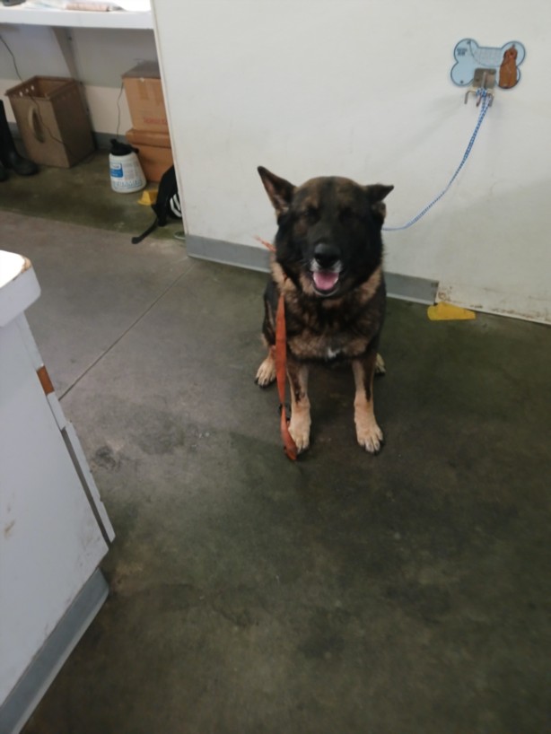 Shelter Stray Male Dog last seen , Los Angeles, CA 90047