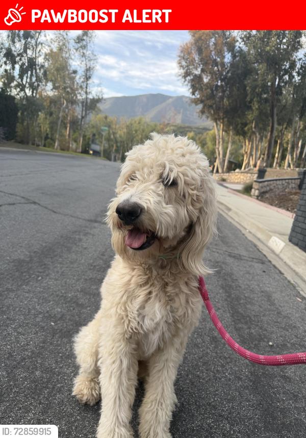Lost Male Dog last seen Top of hermosa , Rancho Cucamonga, CA 91737