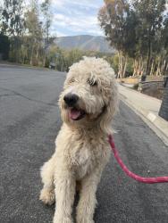 Lost Male Dog last seen Top of hermosa , Rancho Cucamonga, CA 91737