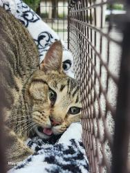 Shelter Stray Male Cat last seen Near BLOCK LOUIS PASTEUR, San Antonio, TX 78227
