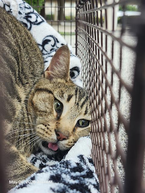 Shelter Stray Male Cat last seen Near BLOCK LOUIS PASTEUR, San Antonio, TX 78227