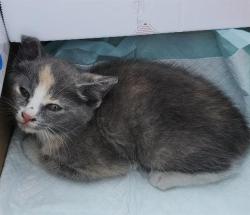 Shelter Stray Female Cat last seen Near BLOCK LONGVIEW DR, San Antonio, TX 78227
