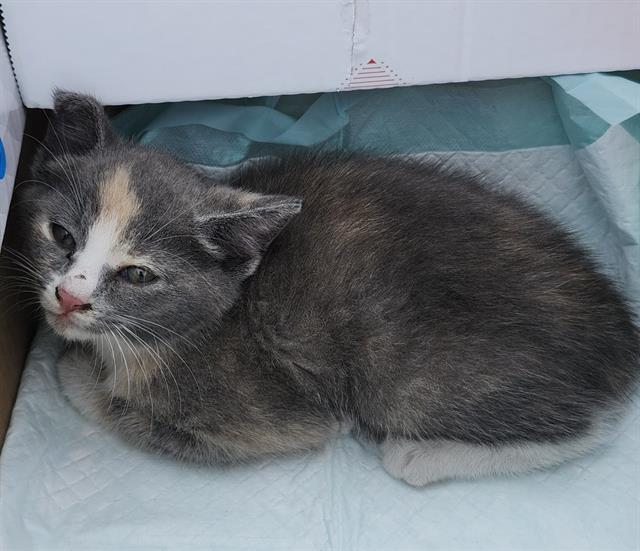 Shelter Stray Female Cat last seen Near BLOCK LONGVIEW DR, San Antonio, TX 78227