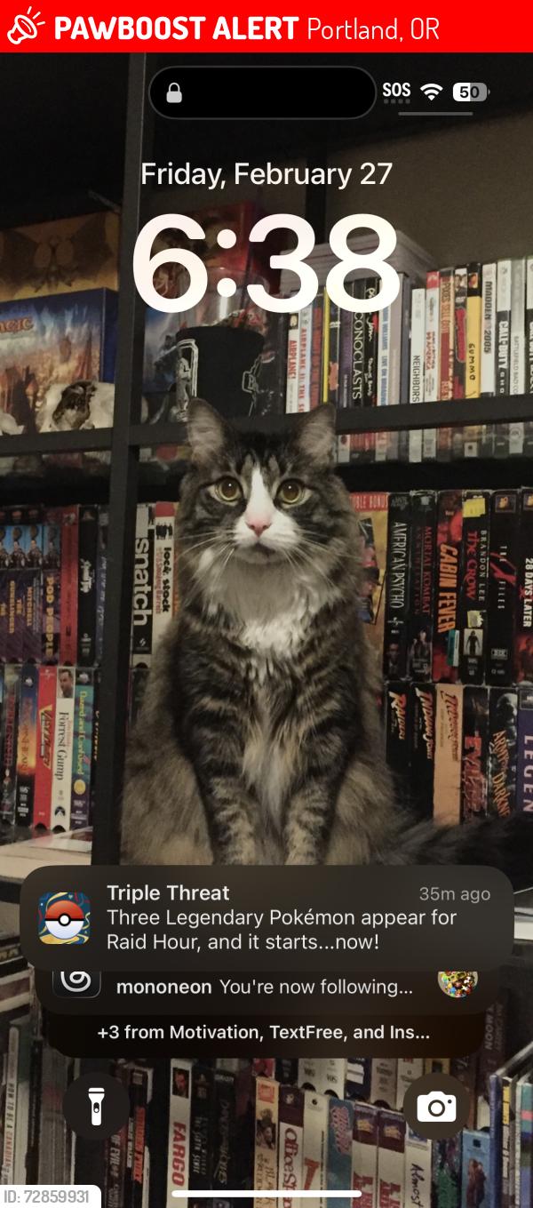 Lost Male Cat last seen 33rd and powell, Portland, OR 97202