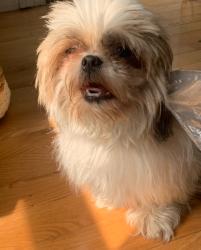 Reunited Female Dog last seen Train tracks , Cincinnati, OH 45216