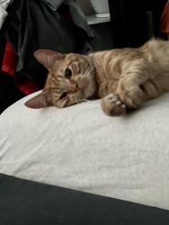 Lost Male Cat last seen Jamboree , Newport Beach, CA 92660
