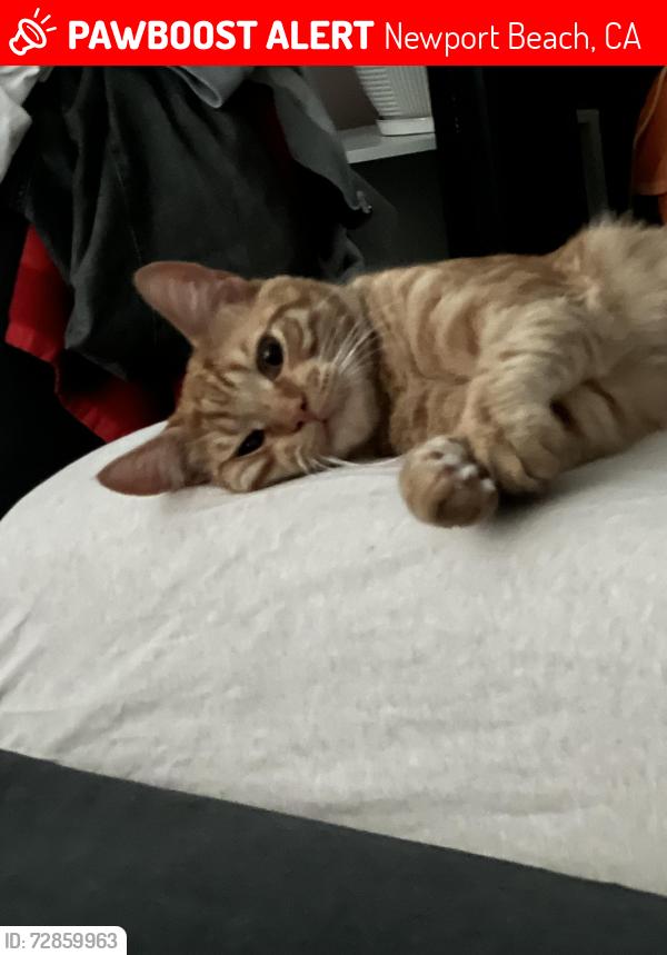 Lost Male Cat last seen Jamboree , Newport Beach, CA 92660