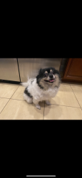 Lost Male Dog last seen Wedgefield neighboorhood. Airport and Snow rd, Mobile, AL 36608