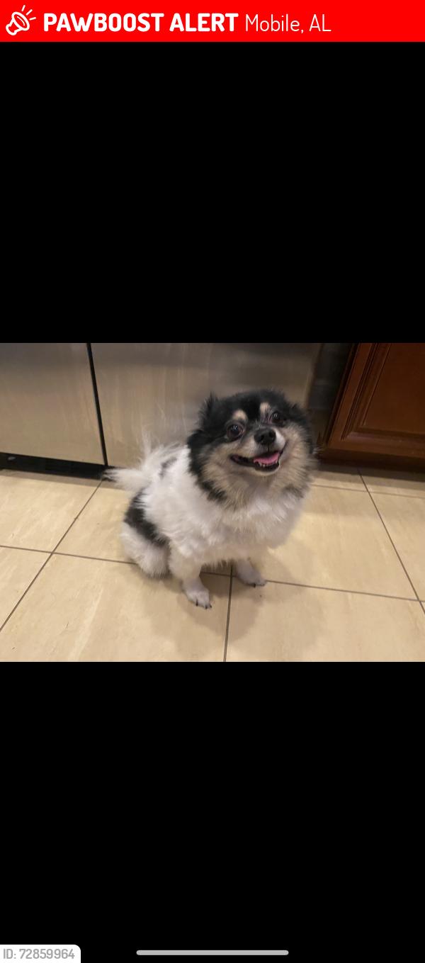 Lost Male Dog last seen Wedgefield neighboorhood. Airport and Snow rd, Mobile, AL 36608