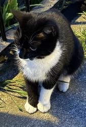 Found/Stray Unknown Cat last seen Derry hse. Capel Crescent. MOT centre. , Newport, Wales NP20 2RS