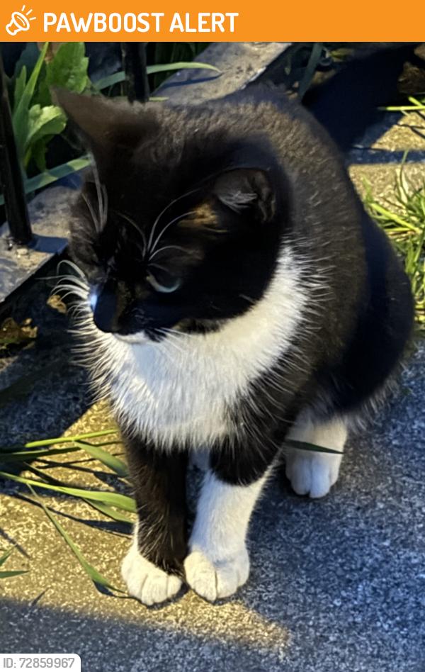 Found/Stray Unknown Cat last seen Derry hse. Capel Crescent. MOT centre. , Newport, Wales NP20 2RS