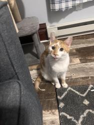 Lost Male Cat last seen Phoenix Airport Priest Dr , Tempe, AZ 85282