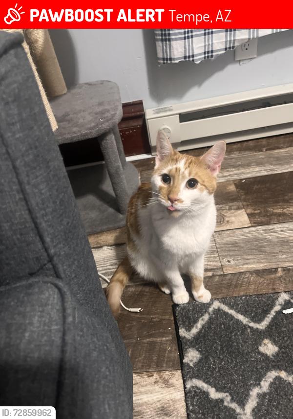 Lost Male Cat last seen Phoenix Airport Priest Dr , Tempe, AZ 85282
