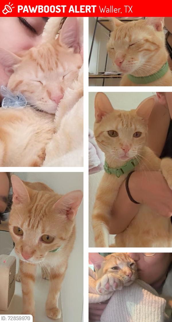 Lost Female Cat last seen Cochran road and Saigon street, Waller, TX 77484