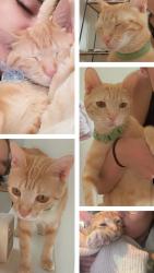 Lost Female Cat last seen Cochran road and Saigon street, Waller, TX 77484