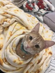Lost Male Cat last seen west ave by 7/11 , San Antonio, TX 78201