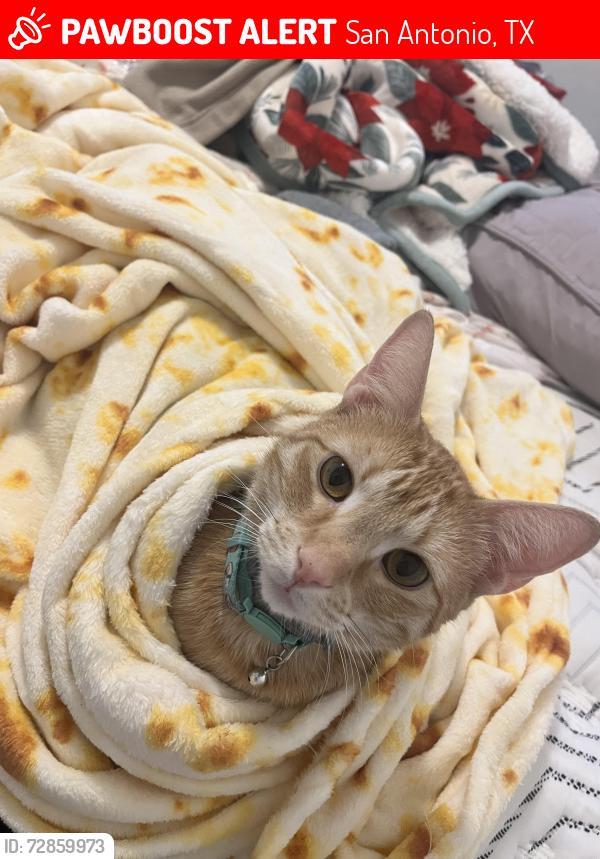 Lost Male Cat last seen west ave by 7/11 , San Antonio, TX 78201
