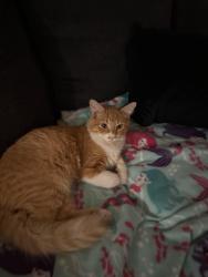 Lost Male Cat last seen Raintree Terrace , Tampa, FL 33617