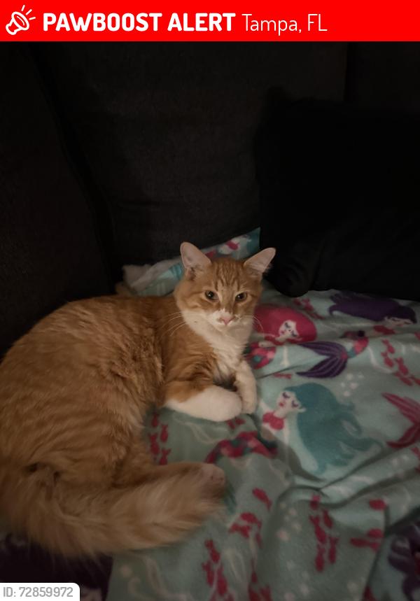 Lost Male Cat last seen Raintree Terrace , Tampa, FL 33617