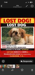 Lost Female Dog last seen Meadowbrooks, Cleburne, TX 76031