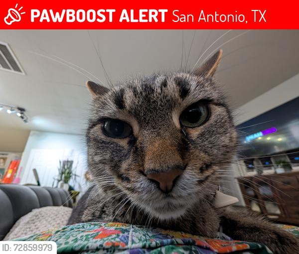 Lost Female Cat last seen Unknown, San Antonio, TX 78252