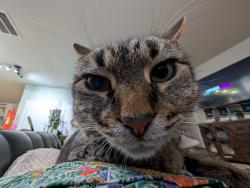 Lost Female Cat last seen Unknown, San Antonio, TX 78252