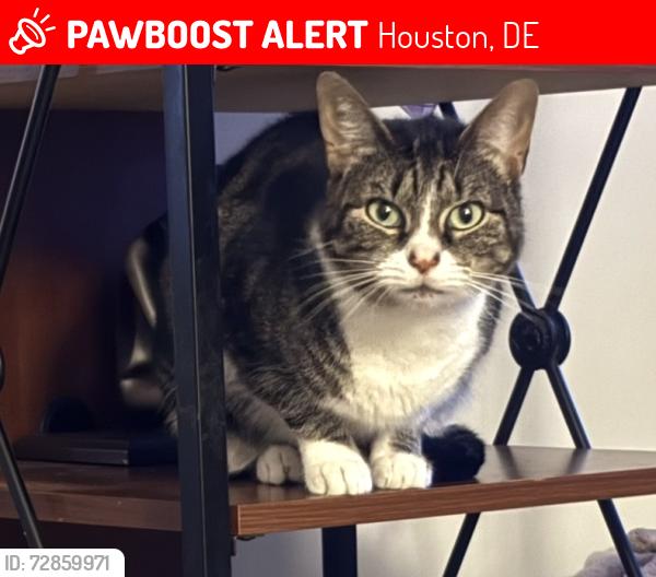 Lost Female Cat last seen Near broad st Houston de 19954, Houston, DE 19954