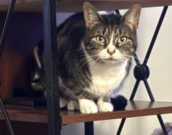 Lost Female Cat last seen Near broad st Houston de 19954, Houston, DE 19954