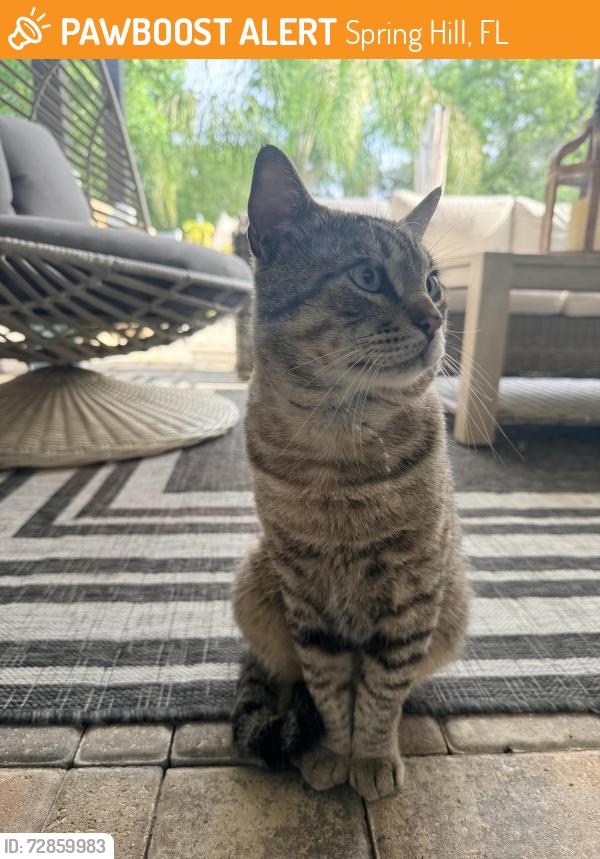 Found/Stray Male Cat last seen Challenger school, Spring Hill, FL 34609