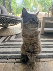 Found/Stray Male Cat last seen Challenger school, Spring Hill, FL 34609