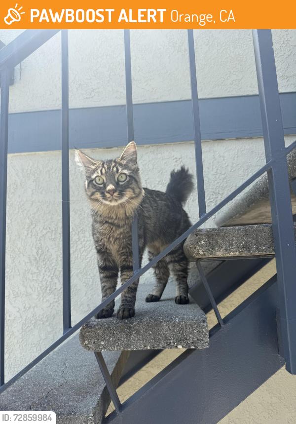 Found/Stray Unknown Cat last seen Chapman and Esplanade, Orange, CA 92869