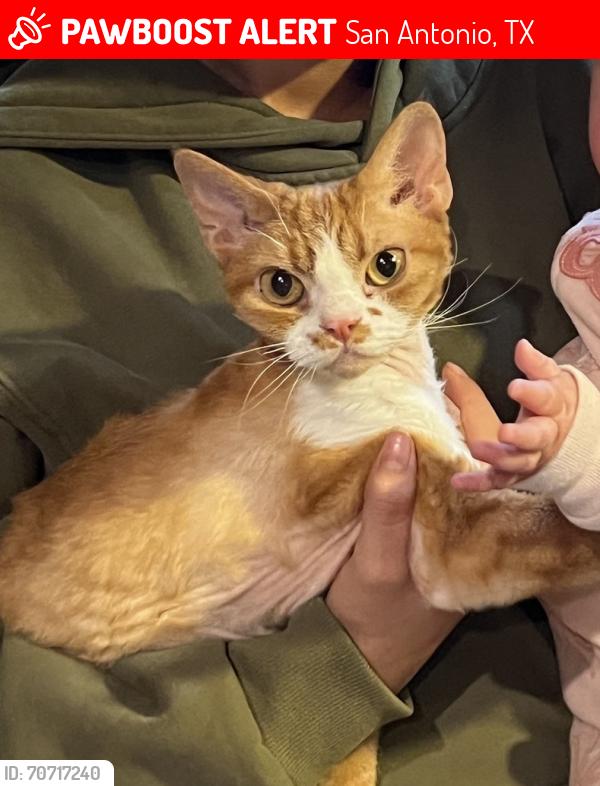 Lost Male Cat last seen scenic oaks neighborhood , San Antonio, TX 78255