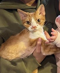 Lost Male Cat last seen scenic oaks neighborhood , San Antonio, TX 78255