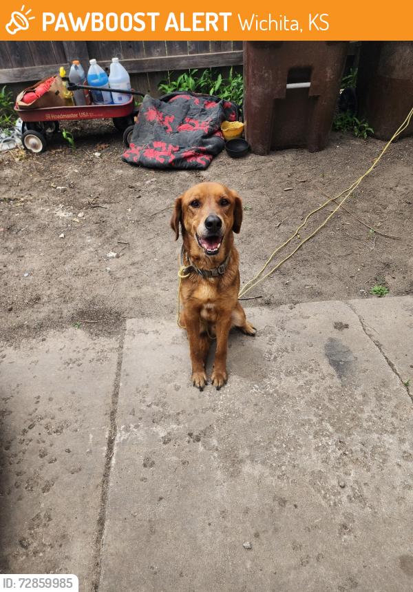 Found/Stray Male Dog last seen By rea woodman elementary , Wichita, KS 67217