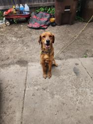 Found/Stray Male Dog last seen By rea woodman elementary , Wichita, KS 67217