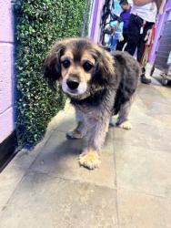 Shelter Stray Male Dog last seen , CA , Fort Bliss, TX 79906