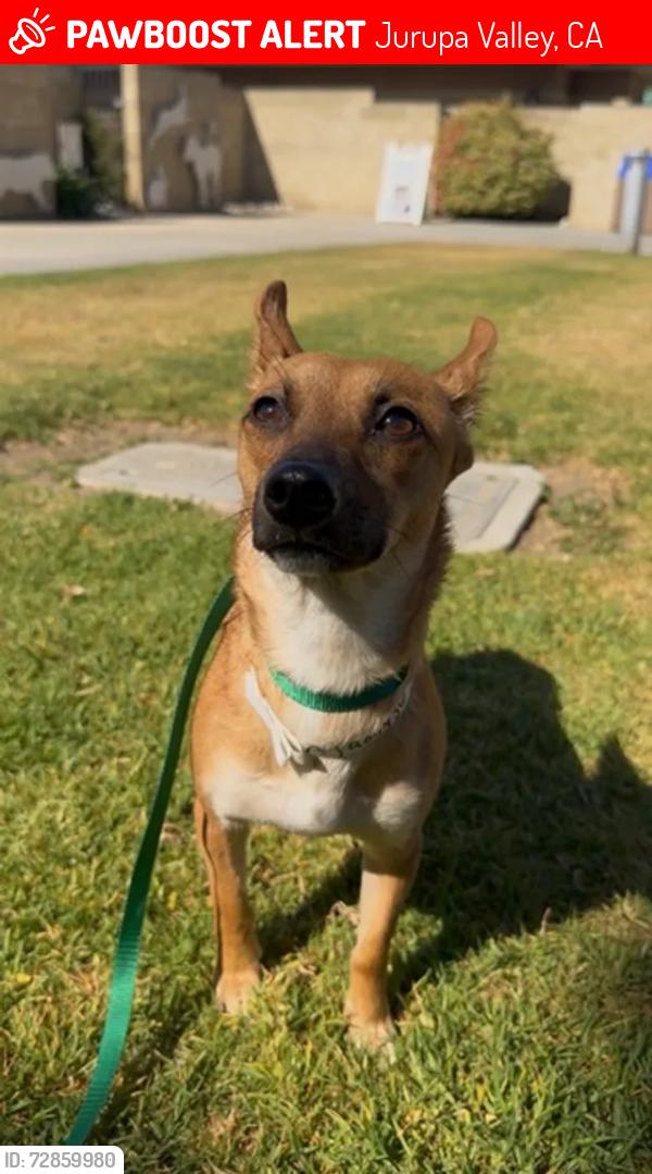 Lost Female Dog last seen animal shelter , Jurupa Valley, CA 92509