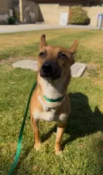 Lost Female Dog last seen animal shelter , Jurupa Valley, CA 92509