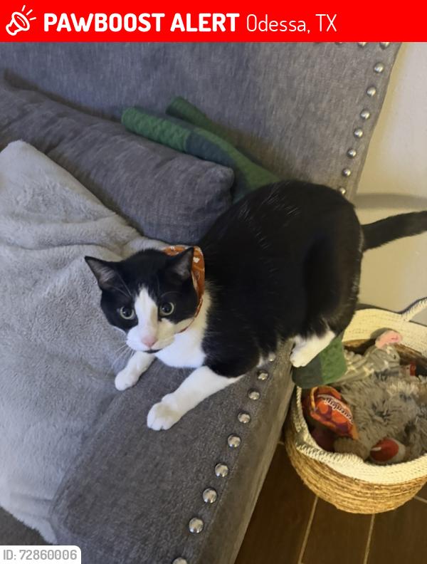 Lost Male Cat last seen Piedmont and Stoney ridge , Odessa, TX 79762