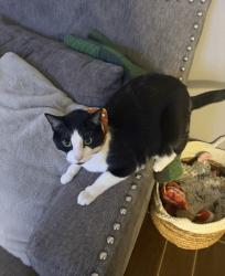 Lost Male Cat last seen Piedmont and Stoney ridge , Odessa, TX 79762