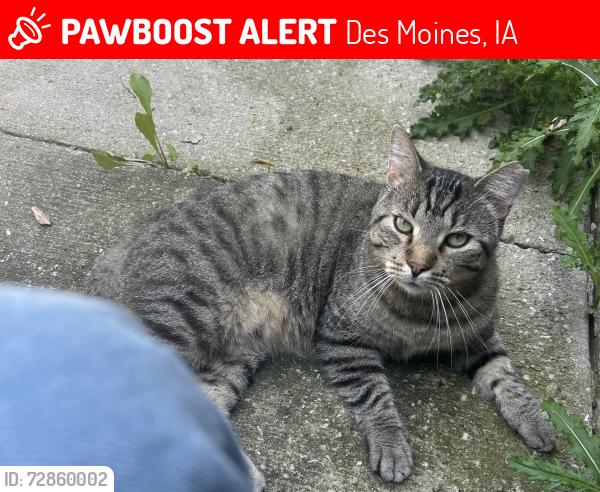 Lost Male Cat last seen Herold and southwest 14th street, Des Moines, IA 50315