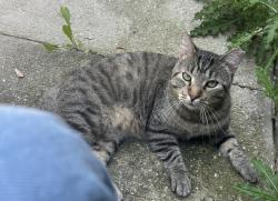 Lost Male Cat last seen Herold and southwest 14th street, Des Moines, IA 50315