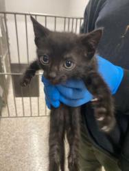 Shelter Stray Female Cat last seen Dallas, NC 28034, Gastonia, NC 28052