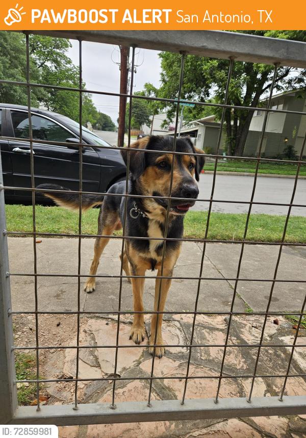 Found/Stray Male Dog last seen Grove pl & Cleveland ct, San Antonio, TX 78210