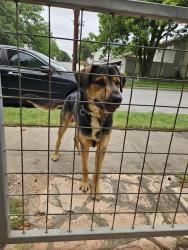 Found/Stray Male Dog last seen Grove pl & Cleveland ct, San Antonio, TX 78210