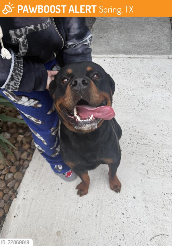 Found/Stray Male Dog last seen Cypresswood & Kuykendahl Rd, Spring, TX 77379