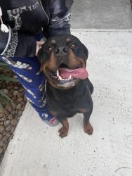 Found/Stray Male Dog last seen Cypresswood & Kuykendahl Rd, Spring, TX 77379