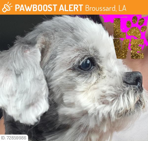 Found/Stray Female Dog last seen Roaming streets, Broussard, LA 70518