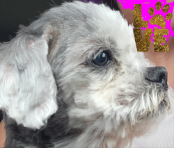 Found/Stray Female Dog last seen Roaming streets, Broussard, LA 70518